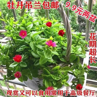 室内 牡丹吊兰 花卉绿植盆栽 室外 太阳玫瑰红宝石吊兰阳台吸甲醛