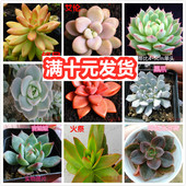 包邮 多肉植物组合盆栽客厅办公室内花卉防辐射净化空气 满10元