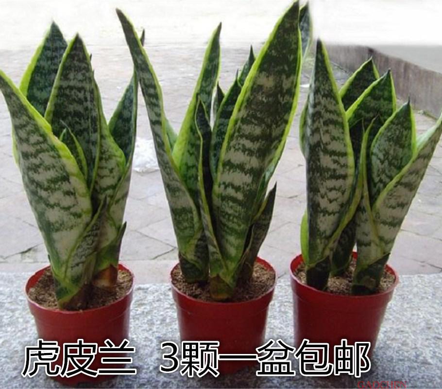 金边虎皮兰盆栽 室内外绿植花卉 花卉大小虎尾兰植物