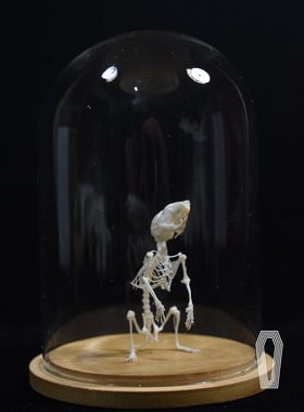 仓鼠骨骼标本 真骨 教学送礼收藏宠物加工金丝熊骨骼