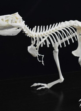 骨骼标本100%恐龙艺术摆件收藏