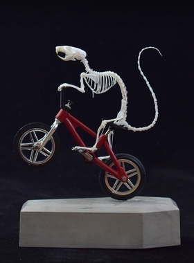 单车骑士骷髅骑手骨骼标本骨架