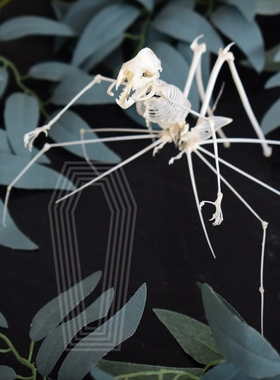 蜘蛛女王骨骼标本全真本店科幻