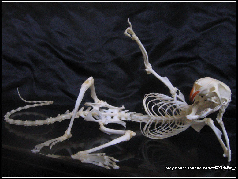 《人生得意》花枝鼠骨骼标本大白鼠真骨 国家级获奖作品