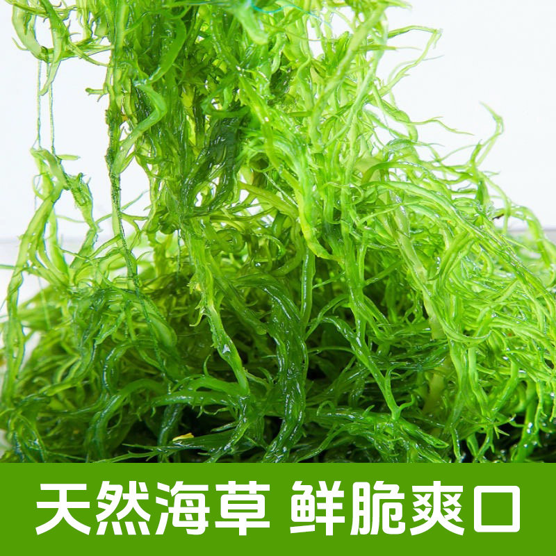 盐渍龙须菜福建海草海藻海龙须菜食材凉菜食材火锅菜食材食用卤菜