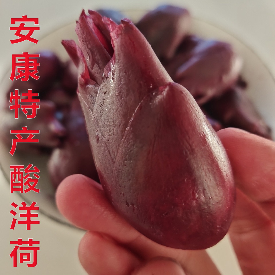 酸辣洋荷姜新鲜嫩洋河姜腌制酸阳荷姜酸辣爽口下饭菜酸洋荷姜批发