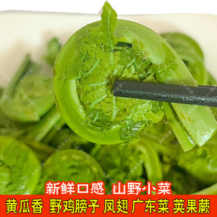 清水黄瓜香新鲜黄瓜香特产蕨菜广东菜山野菜荚果蕨保鲜含水袋装
