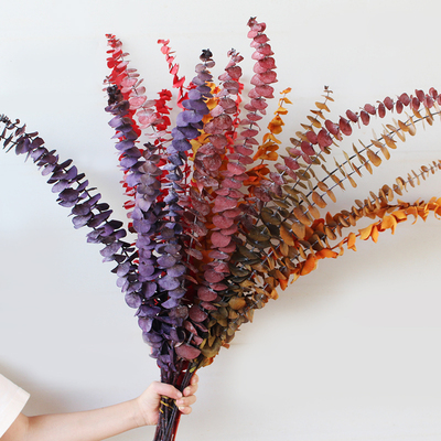 牛牛尤加利叶干花永生花