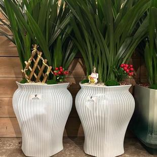 兰花大凤素建兰基地直销带花苞阳台绿植物名贵国宝级兰草花卉盆栽