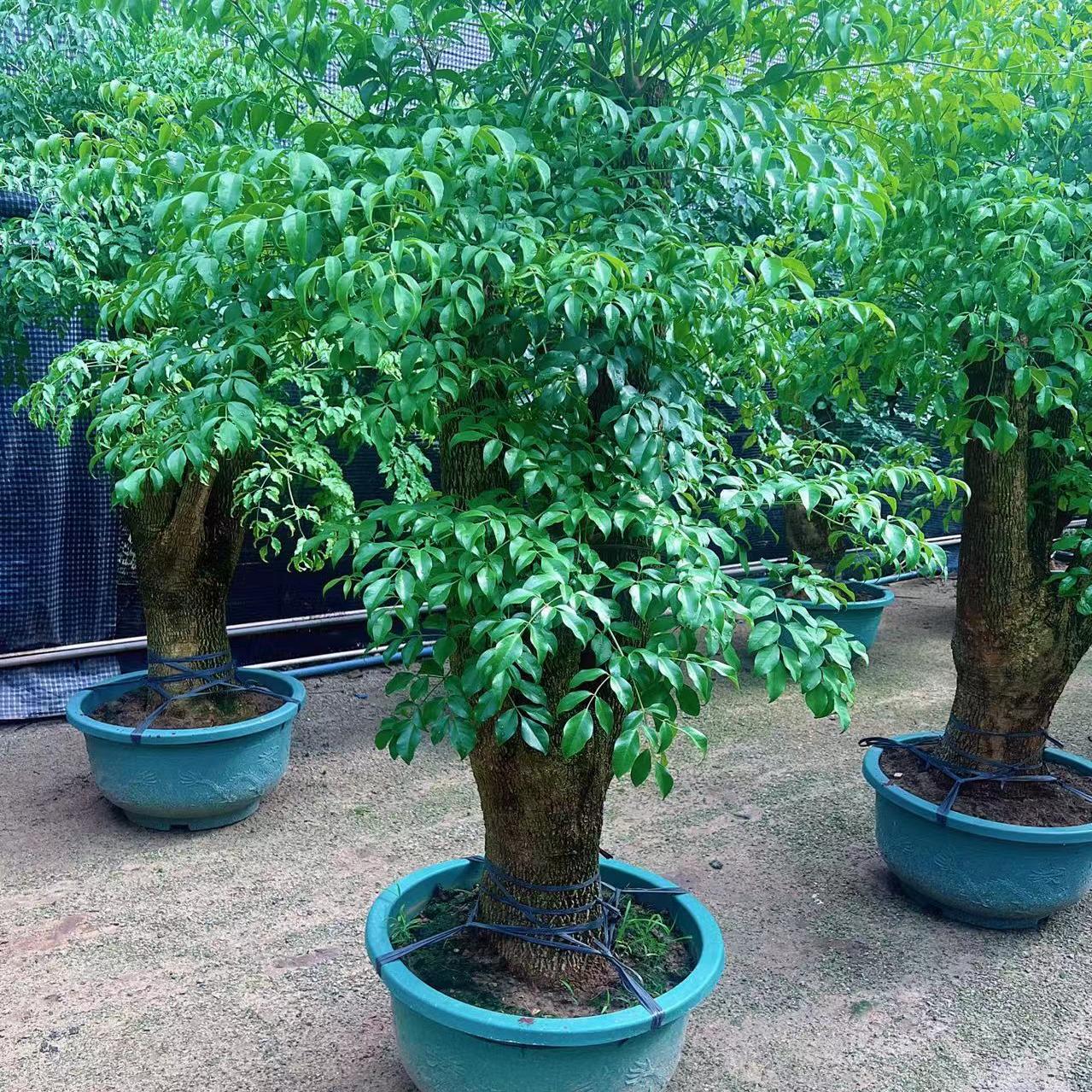 多头盆栽室内大型绿植净化空气