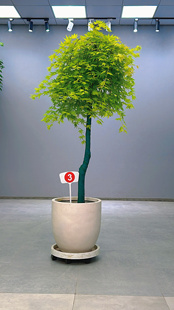 黄金流泉枫盆景植物树桩室内客厅桌面老桩盆栽四季常青易养绿植