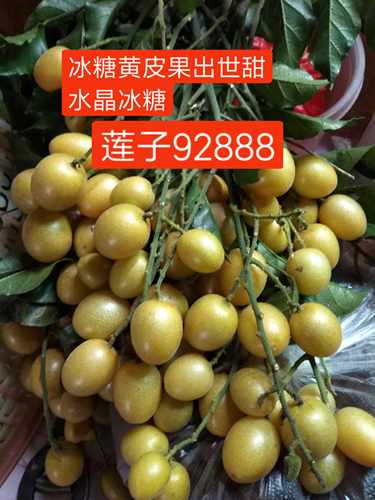 大冰糖纯甜黄皮果树苗、郁南无核黄皮苗、大鸡心原产地嫁接果树苗