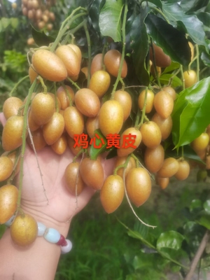 包邮鸡心黄皮果苗，郁南无核黄皮果苗，冰糖纯甜黄皮嫁接果树苗