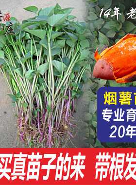 红薯苗秧烟薯苗蜜薯25号西瓜红哈密红瑶红薯苗种植带根红薯秧苗