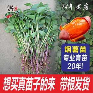 红薯苗秧烟薯苗蜜薯25号西瓜红哈密红瑶红薯苗种植带根红薯秧苗