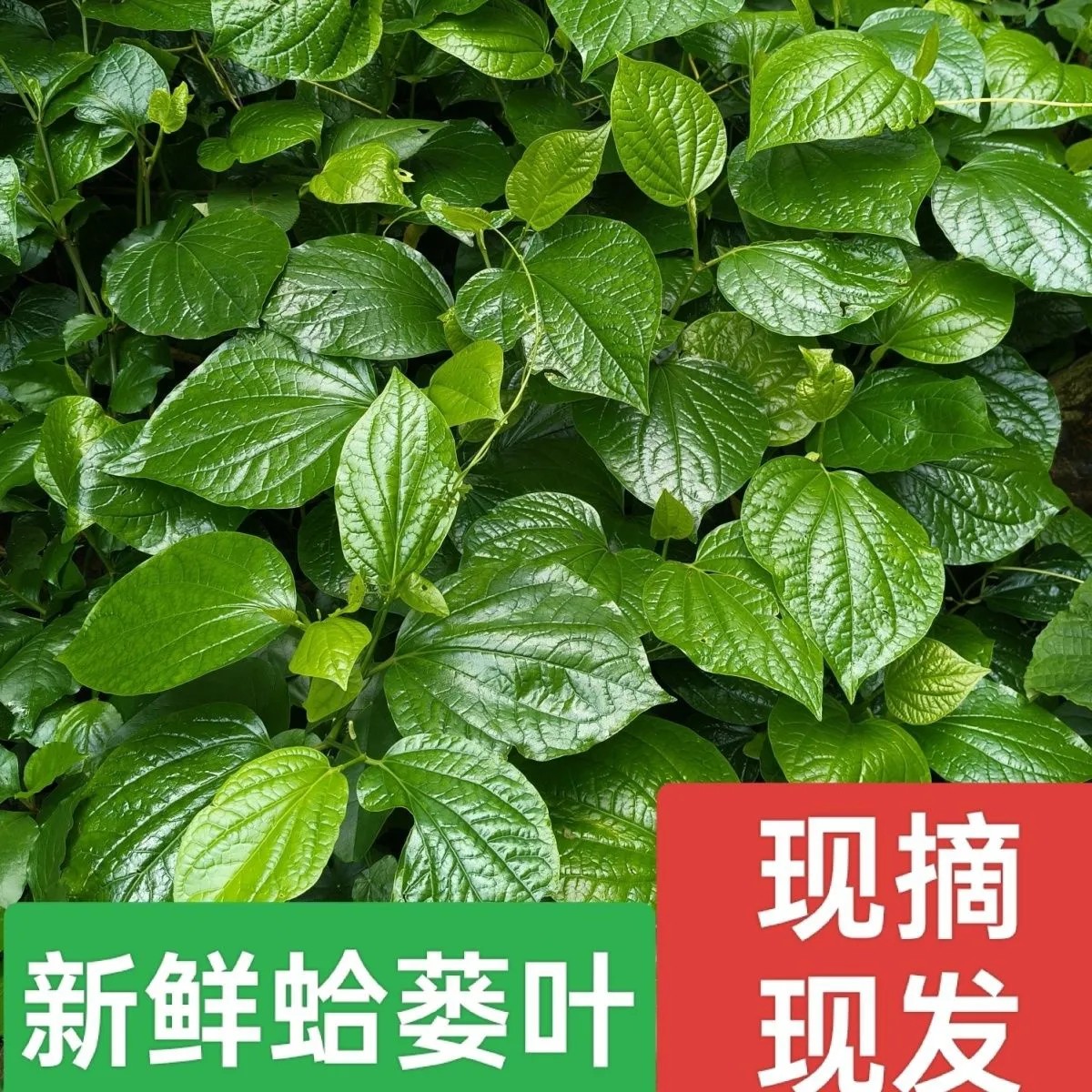 广东新鲜现摘蛤蒌叶假蒌苗假蒟苗蒌叶苗青蒌苗臭蒌蛙捞炒螺