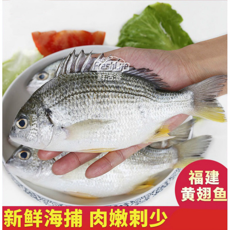 成都店同城闪送 冰鲜黄翅鱼黄脚立1条/份约0.7-1斤香煎煮汤香得很