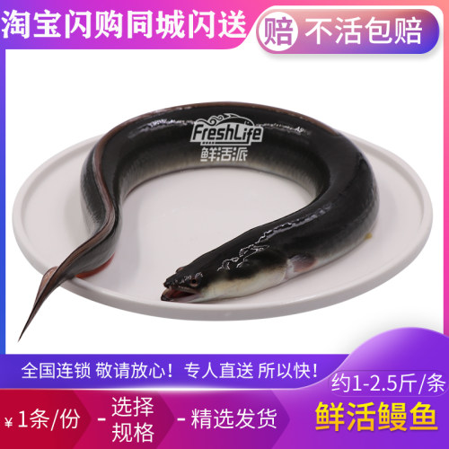 成都店同城闪送 鲜活鳗鱼1条/份约1-2.5斤可选 鲜活白鳗白鳝鱼