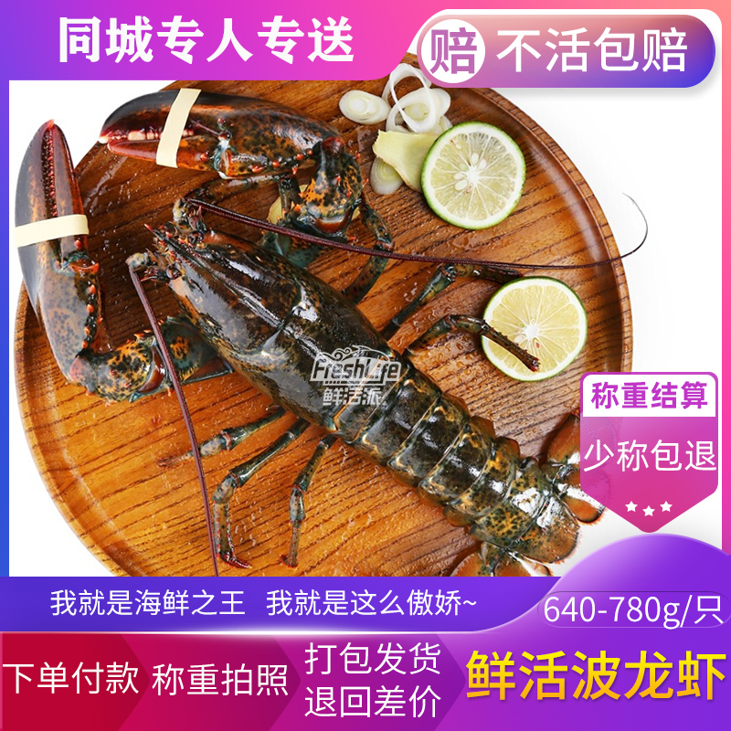 成都店同城闪送 鲜活波龙虾1只/份约1.6-2斤可选 大龙虾充氧包活