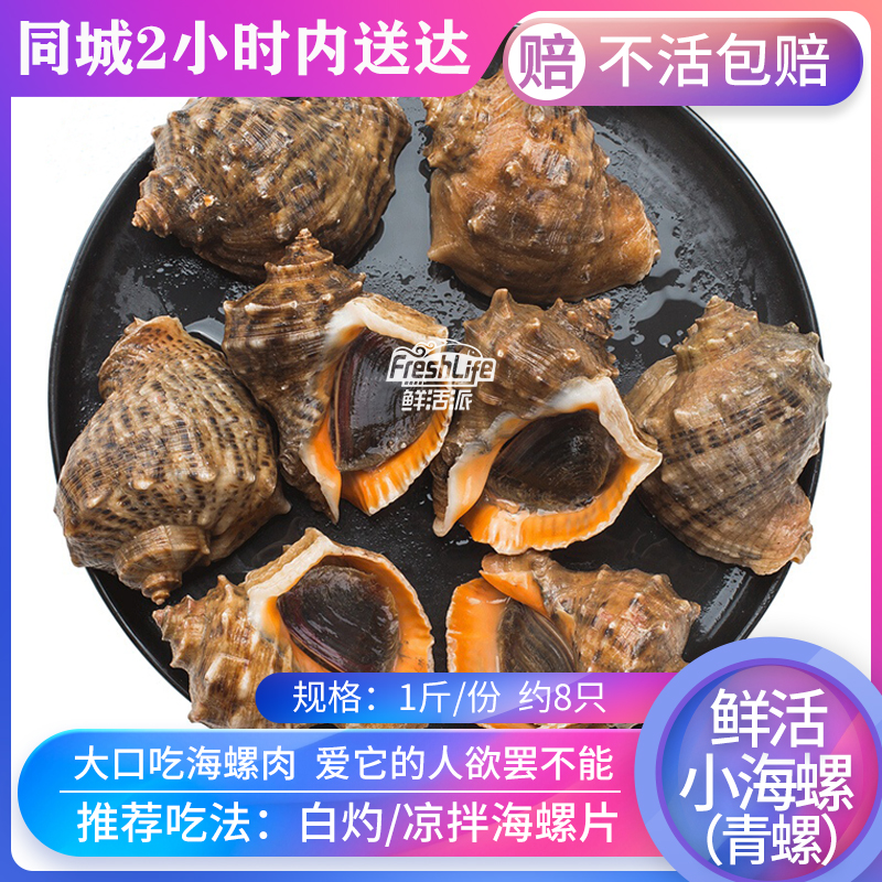 成都店 鲜活小海螺小青螺 1斤/份约8只 多肉鲜活铜螺钉螺丁螺海螺