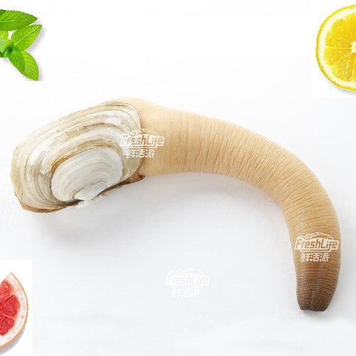 鲜活加州2斤/只刺身象拔蚌
