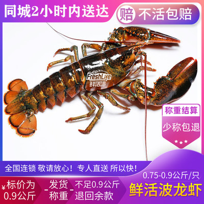 昆明店 鲜活波龙虾0.75-0.9公斤/只称重结算波士顿龙虾波龙大龙虾