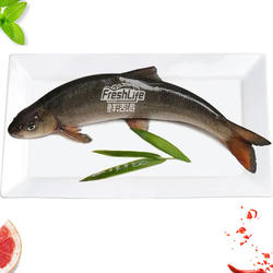 成都店同城闪送  鲜活雅鱼1条/份约1.3-2.5斤规格可选