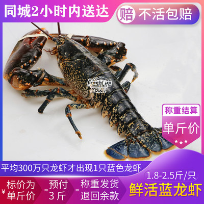 成都店 鲜活蓝龙虾2-2.5斤/只称重结算 大龙虾大波龙螯龙虾大虾