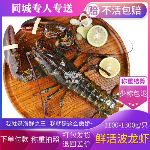 成都店 鲜活波龙虾2.2-2.6斤/只称重结算 波士顿龙虾大波龙大龙虾