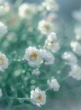 【植物致】鳞托菊纸鳞托菊‘报童' Paper Baby日系浪漫永生花素材
