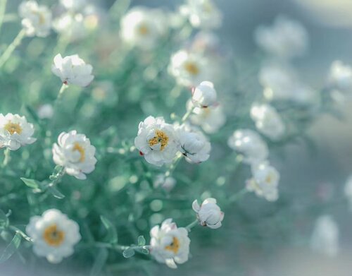 【植物致】鳞托菊纸鳞托菊‘报童' Paper Baby日系浪漫永生花素材