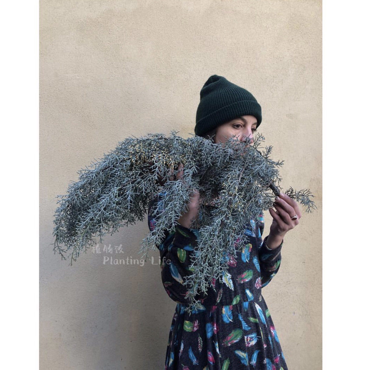 蓝冰柏耐寒彩叶树INS风室内绿植