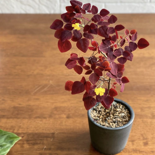 【植物致】幸运树 火蕨酢浆草 小红枫 微型盆景素材 新手推荐