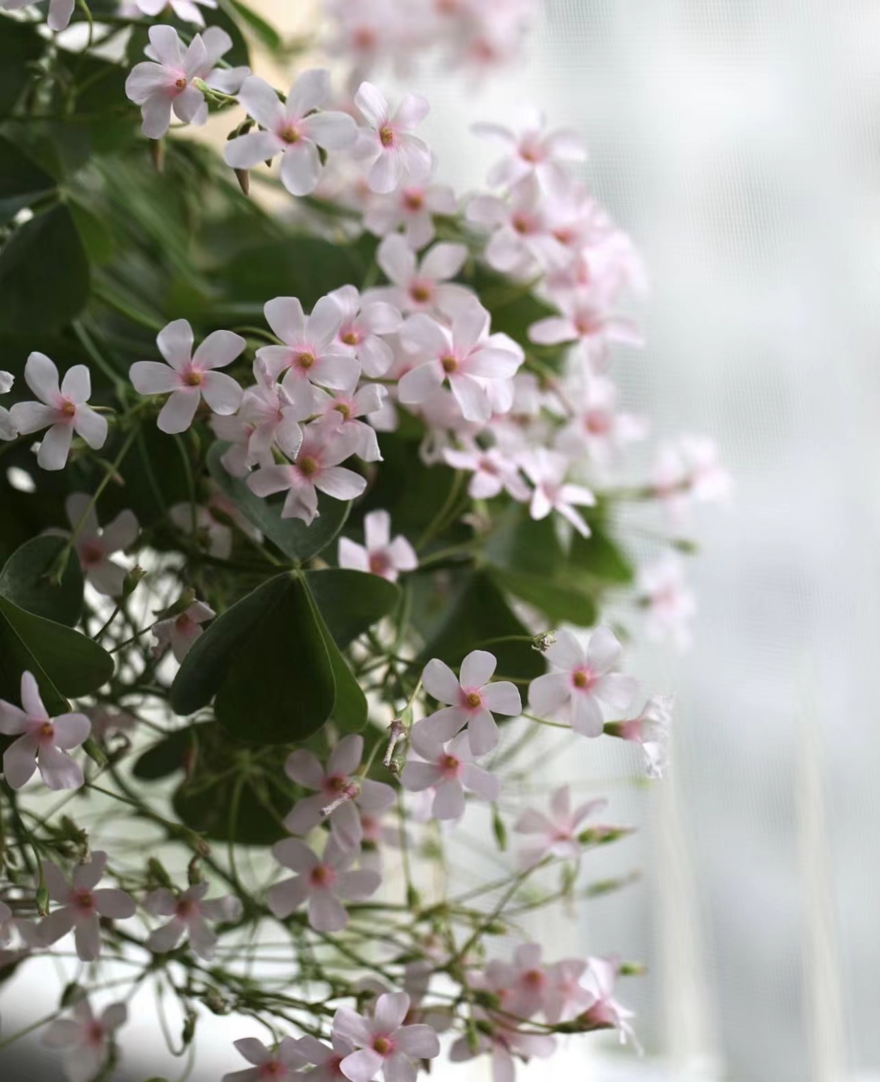 粉梦酢浆草阳台花园四季