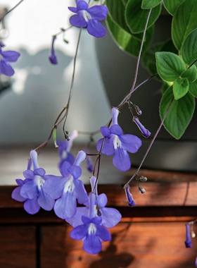 【植物致】海豚花 耐阴爆花机器 室内开花植物