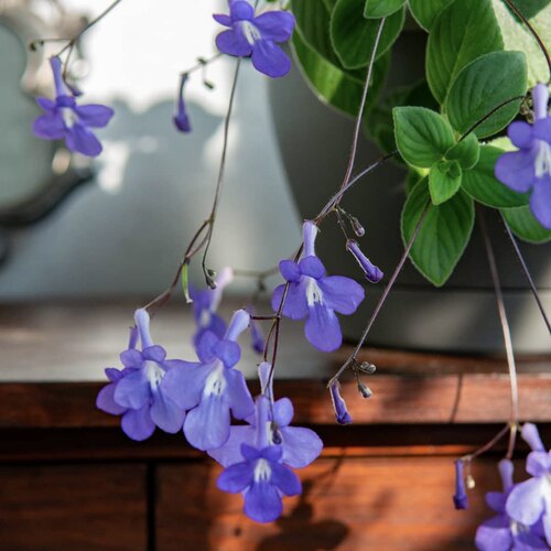【植物致】海豚花 耐阴爆花机器 室内开花植物