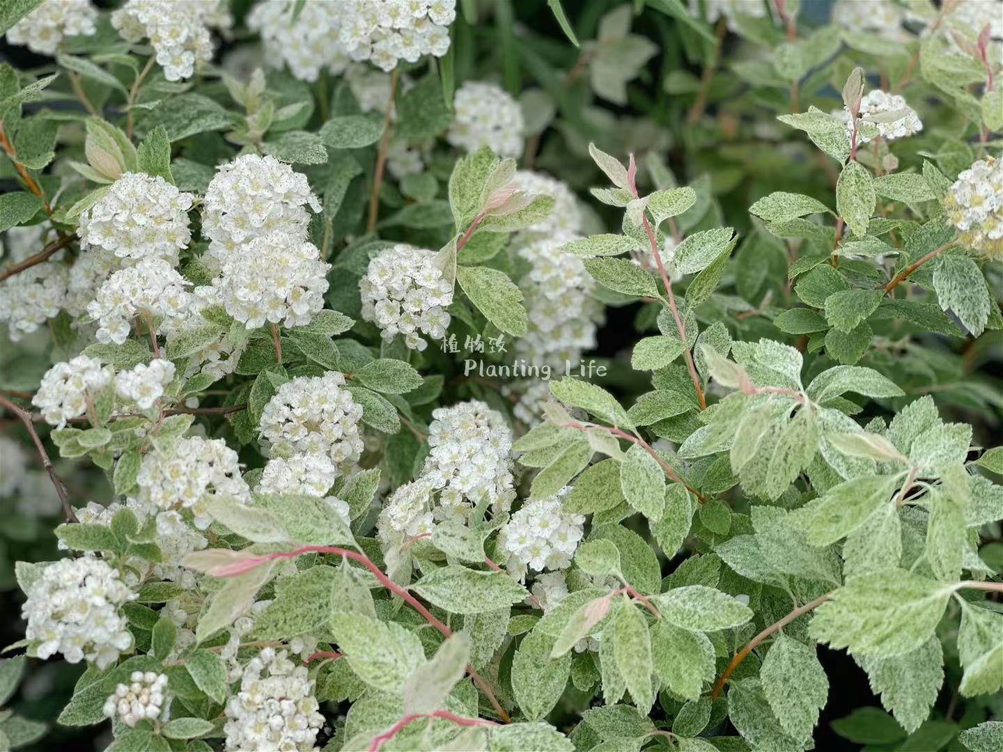 【植物致】日本粉霜绣线菊spiraea salicifolia花叶同赏 切枝素材