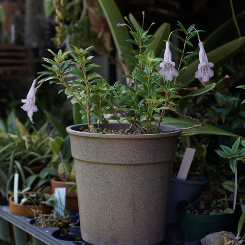 【植物致】吊石苣苔 Lysionotus pauciflorus 中国原生植物之美