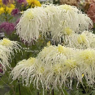 【植物致】日本古典菊 伊势菊 菊花种苗 花型奇特猎奇 山野草素材