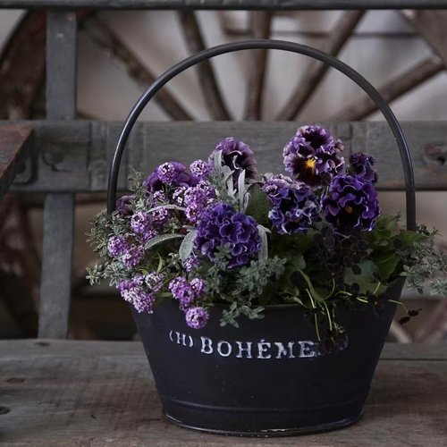 【植物致】日本大花皱边角堇 德古拉 礼服 大波浪角堇 一物一拍