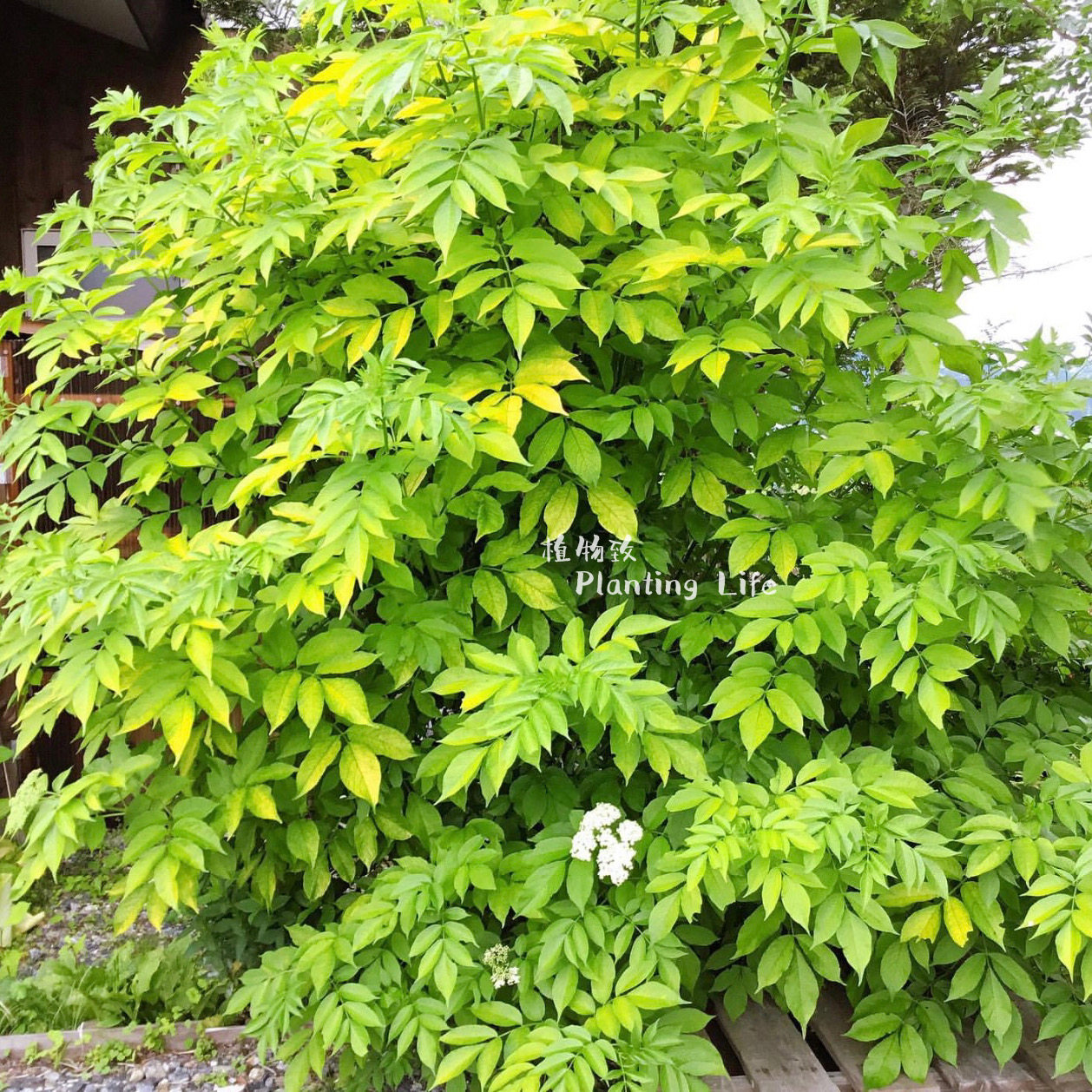 【植物致】金叶西洋接骨木Sam