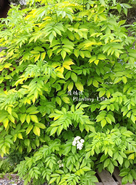 【植物致】金叶西洋接骨木Sambucus nigra ‘Aurea’ 耐寒彩叶树
