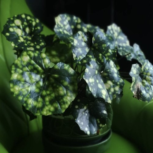 【植物致】掌叶洒金大吴风草Aureo Maculatum稀有观赏草 萤火虫光