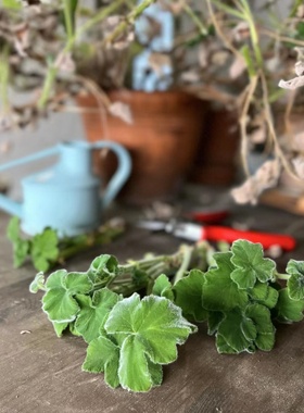 【植物致】薄荷天竺葵Pelargonium tomentosum稀有品种天鹅绒质感