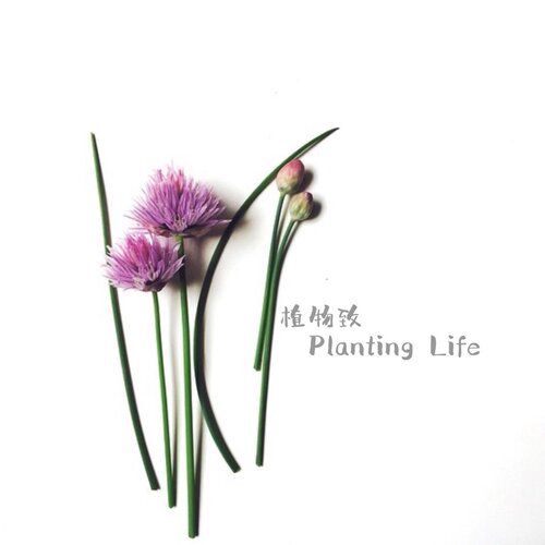 【植物致】虾夷葱好吃小香葱