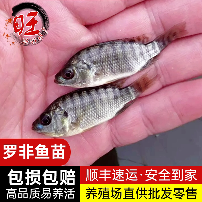 罗非鱼苗脆肉罗非福寿鱼新吉富罗非海南一号活体食用淡水养殖鱼苗