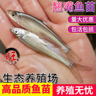 翘嘴鱼苗米翘白鱼夏花苗刁子鱼翘嘴巴肉食性路亚养殖活体淡水鱼苗