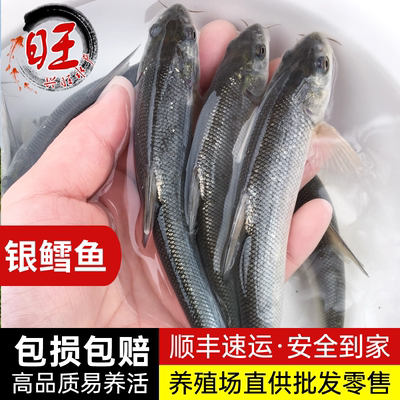 银鳕鱼苗淡水养殖大型食用活体