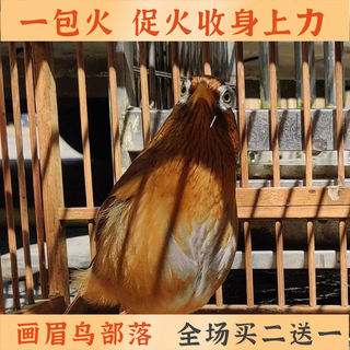 斗鸟世家促火壮膘画眉鸟食饲料壮膘斗鸟料营养换毛料黄嘴黄脚包邮