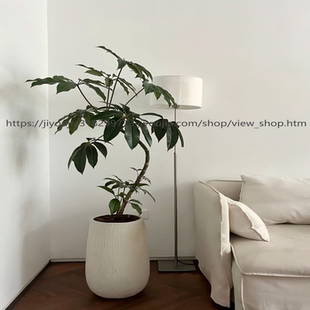 保罗盆栽大型室内客厅绿植日本大叶伞好养植物办公室花卉净化空气